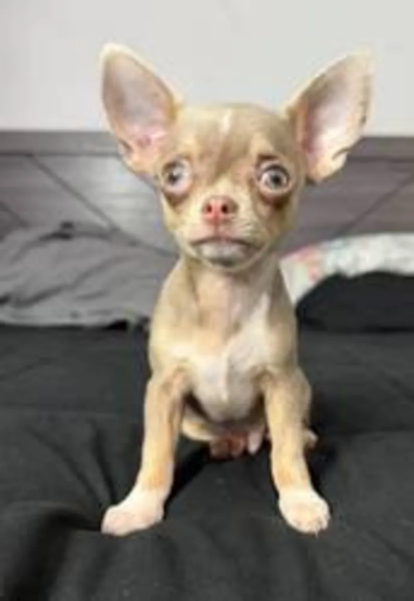 adorable babies just for you (chihuahua )