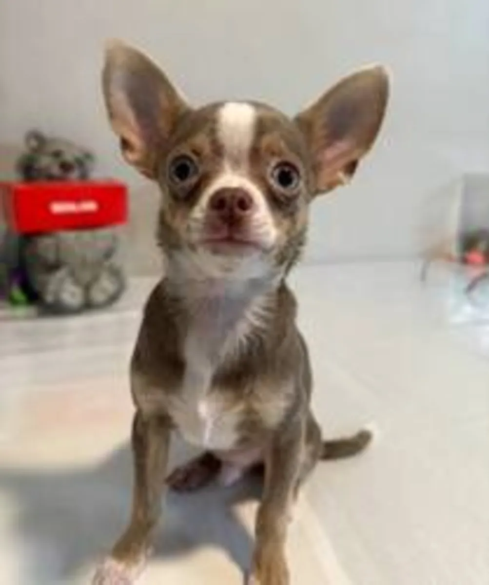 adorable babies just for you (chihuahua )
