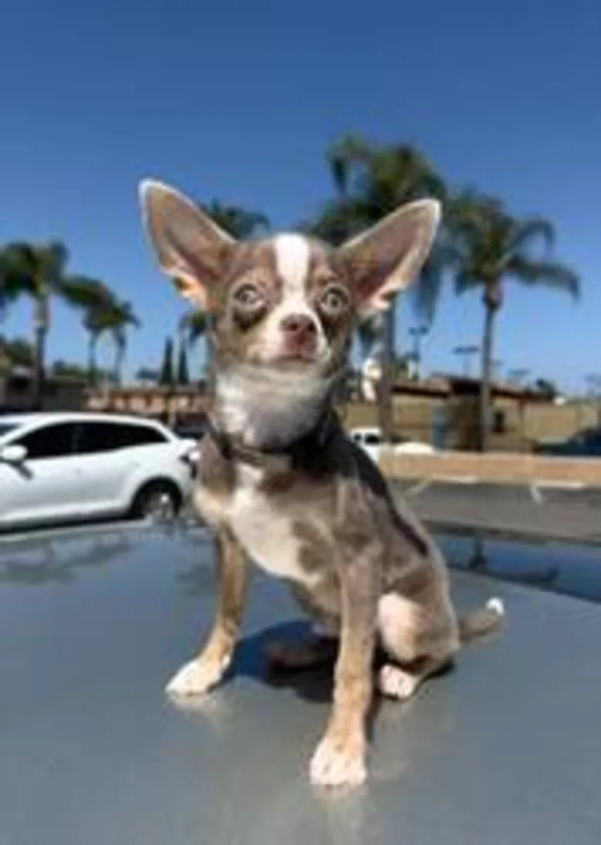 adorable babies just for you (chihuahua )