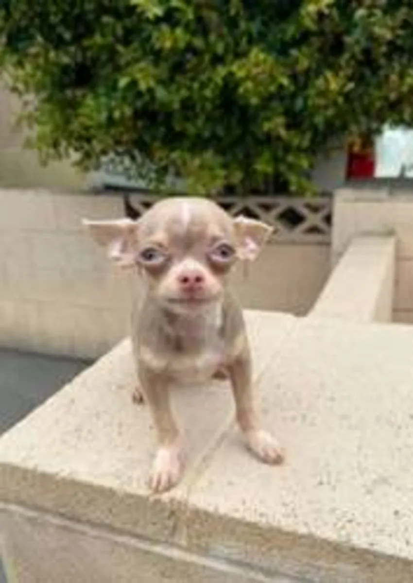 adorable babies just for you (chihuahua )