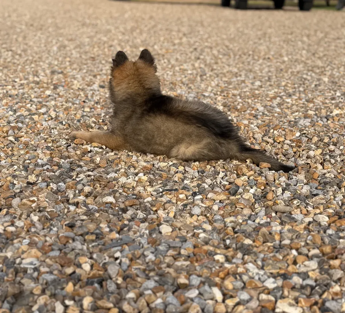 Precious German Shepherd Dog puppies available