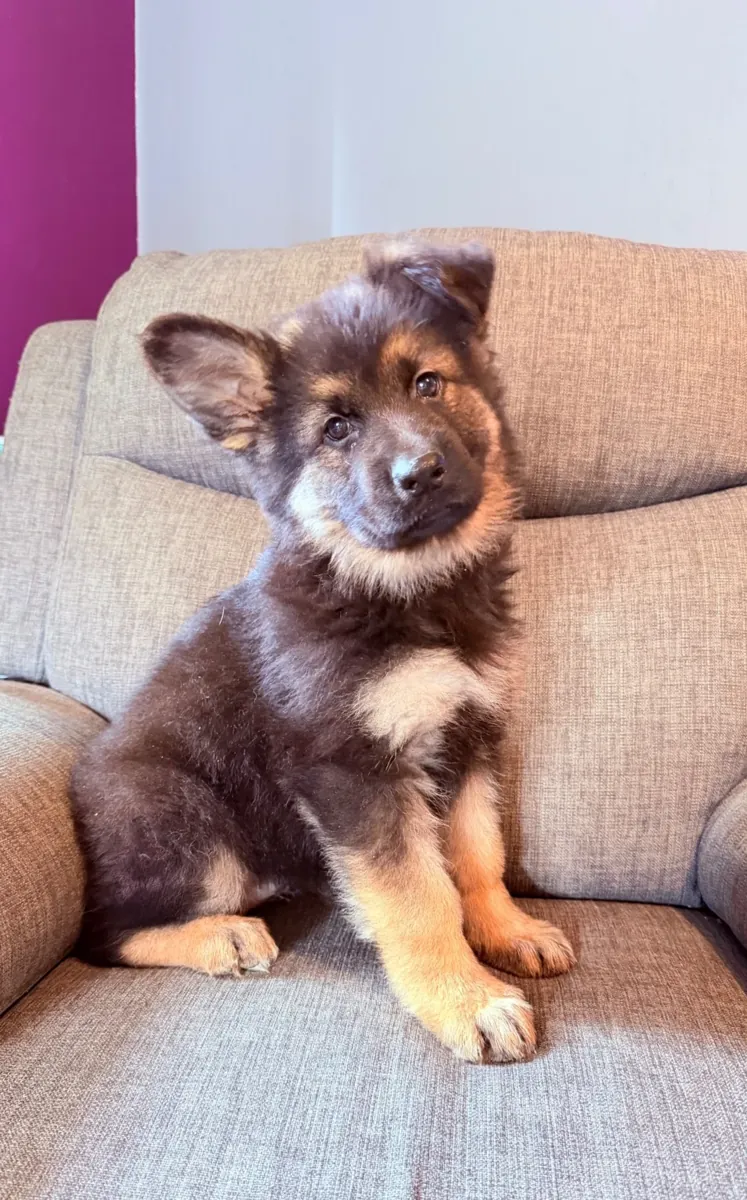 Gorgeous and Joy giving German Shepherd Puppies Ready To Leave.