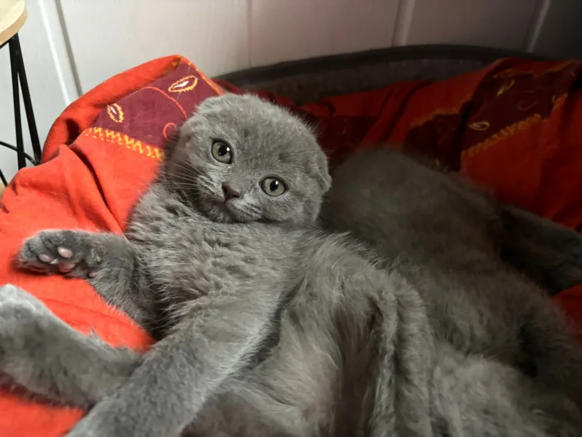 scottish fold