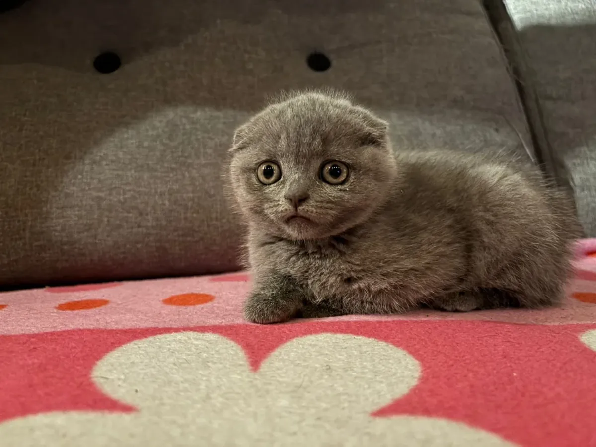 scottish fold