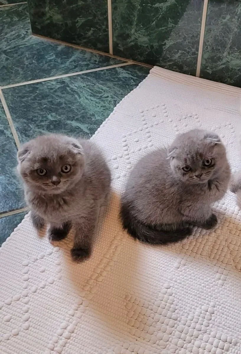 scottish fold
