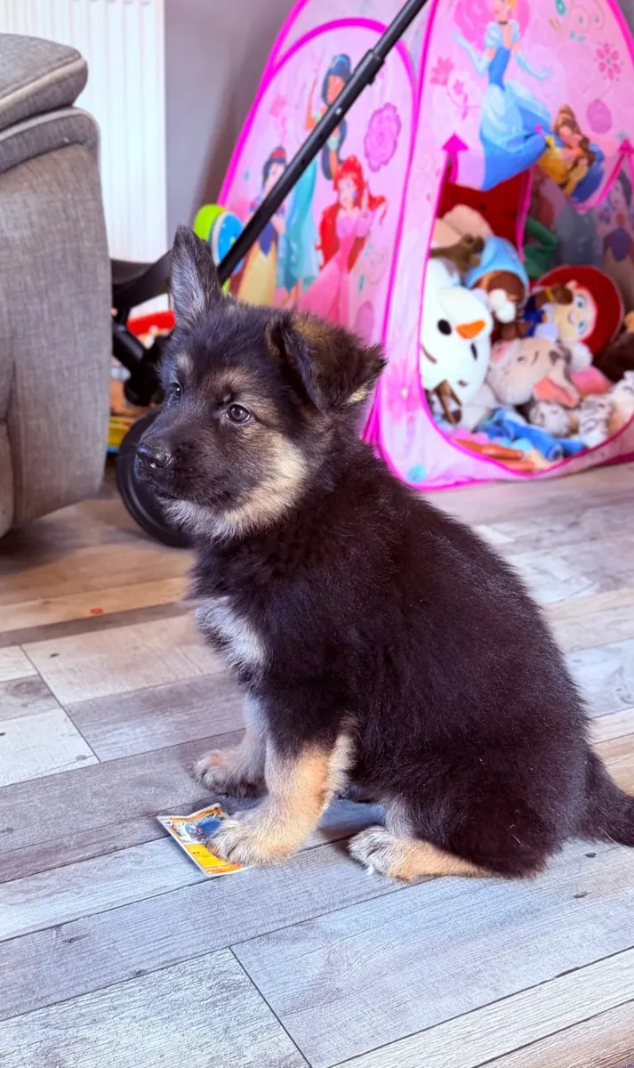 German Shepherd dog (puppies), 9 weeks old. Extremely beautiful girls and boys