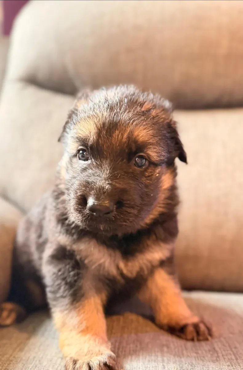 Marvelous German Shepherd Puppies Available for gorgeous home