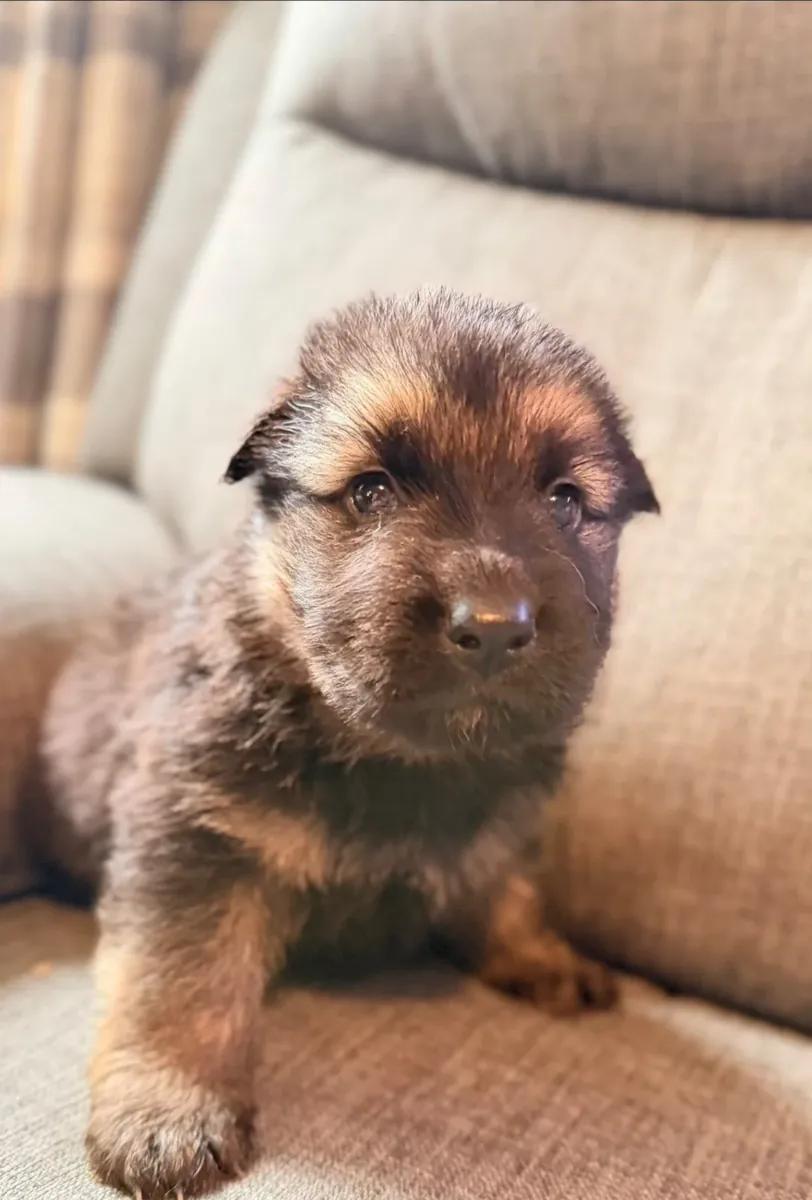 Chiots Berger Allemand, excellent animal de compagnie et partenaire de chasse