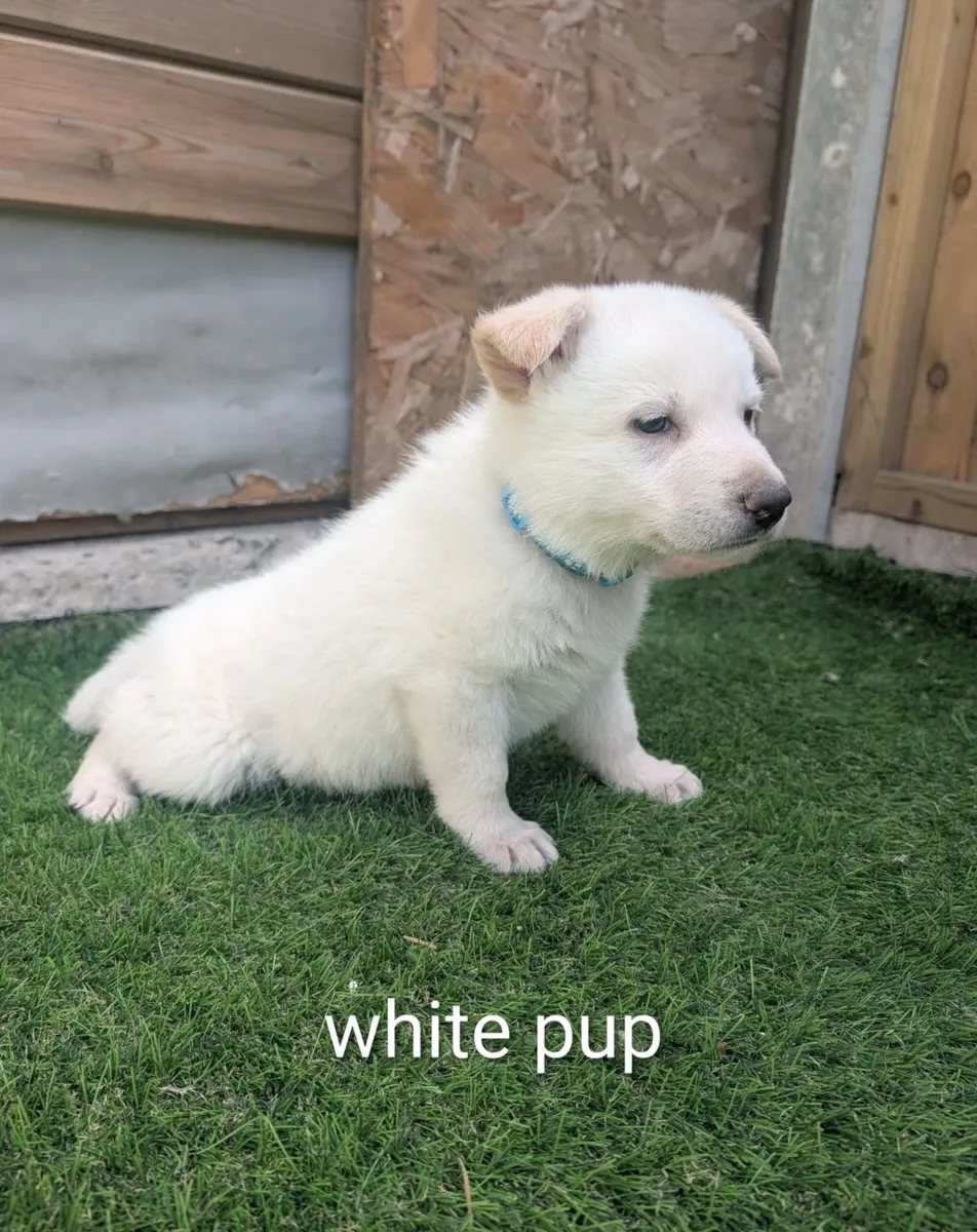 white german shepherd puppy