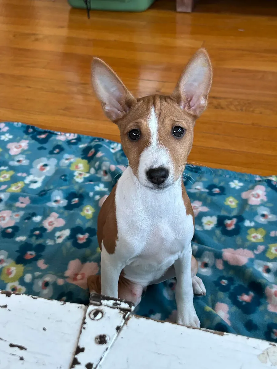 basenji