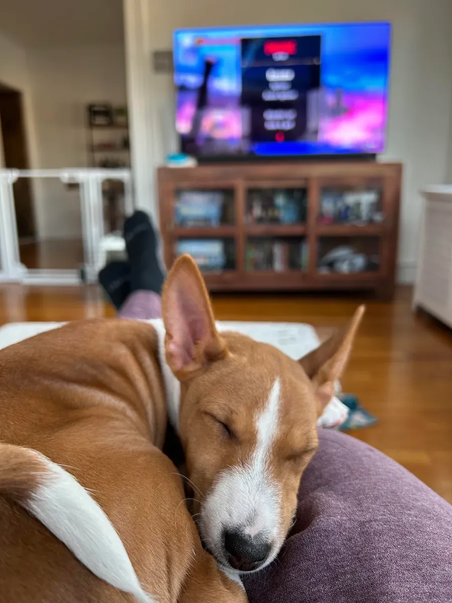 basenji
