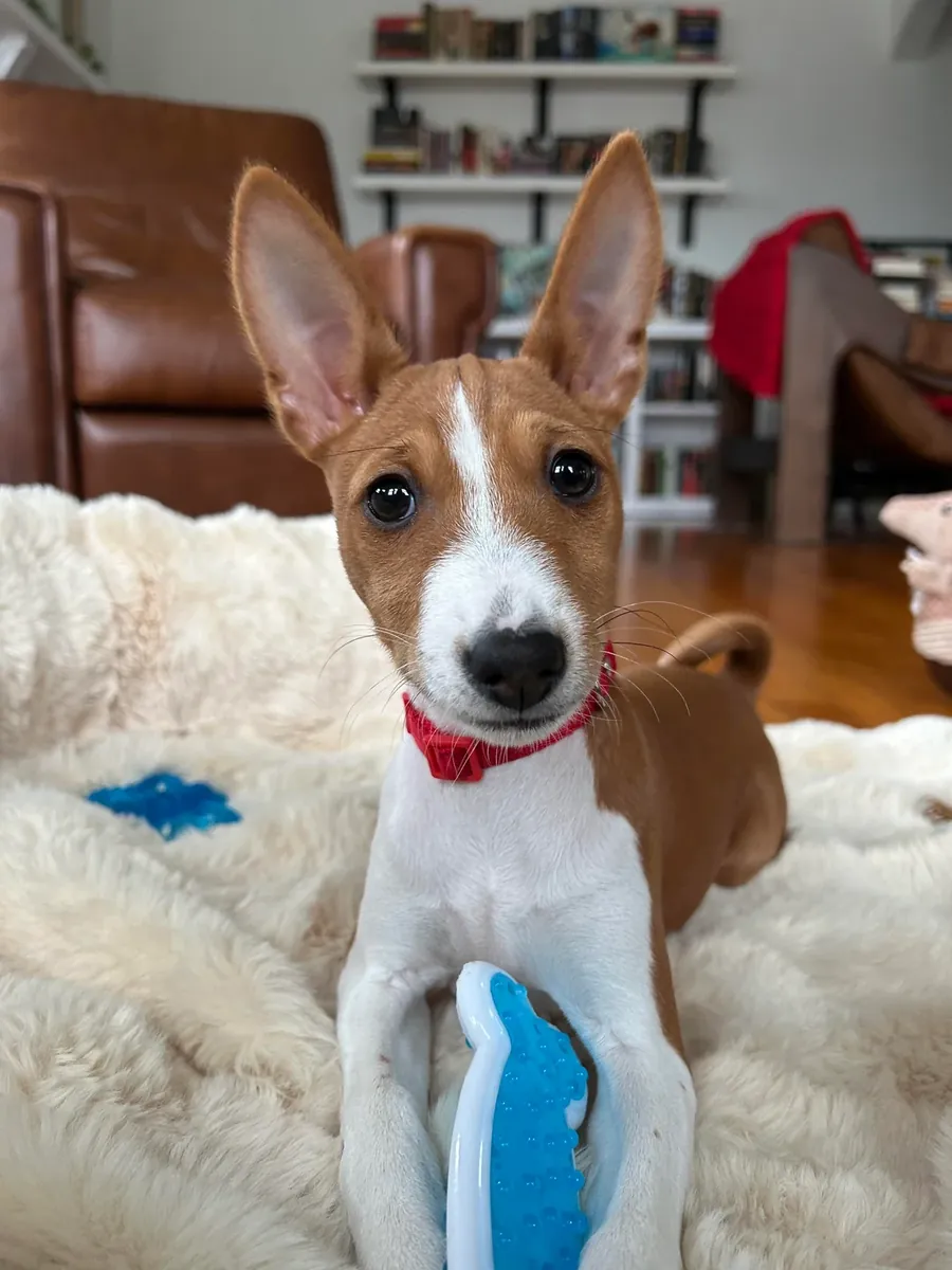 basenji