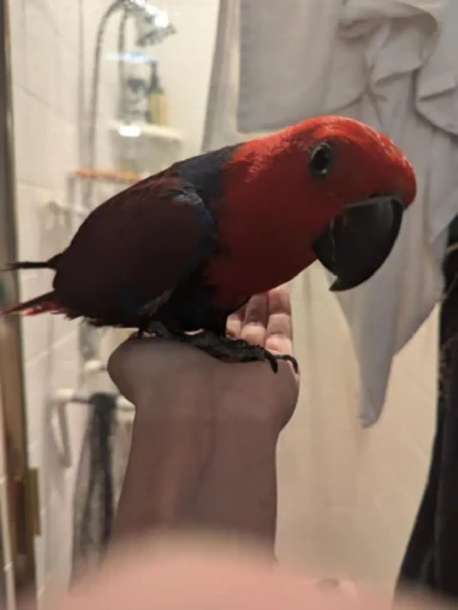 eclectus parrot