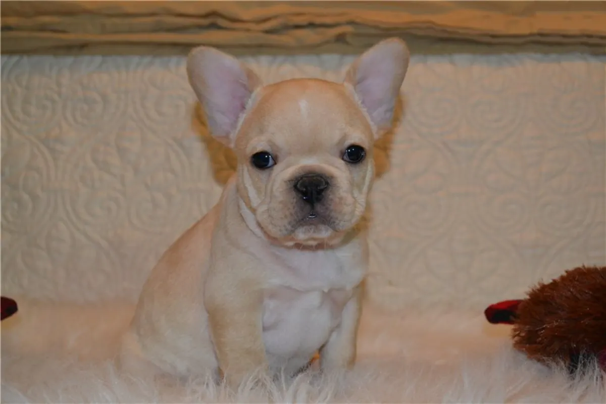 Preciosos Cachorros de Bulldog Francés y Compañeros Maravillosos