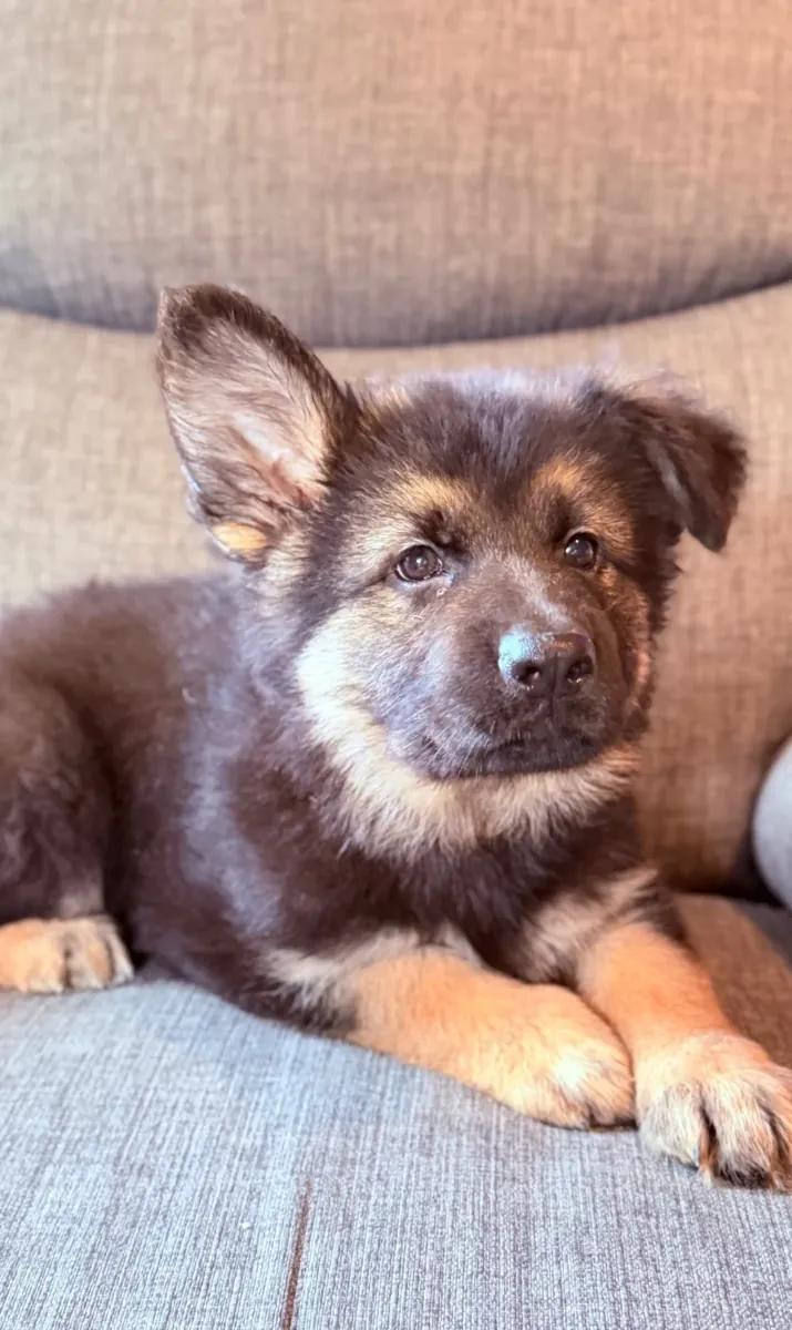 Amazing German Shepherd puppies