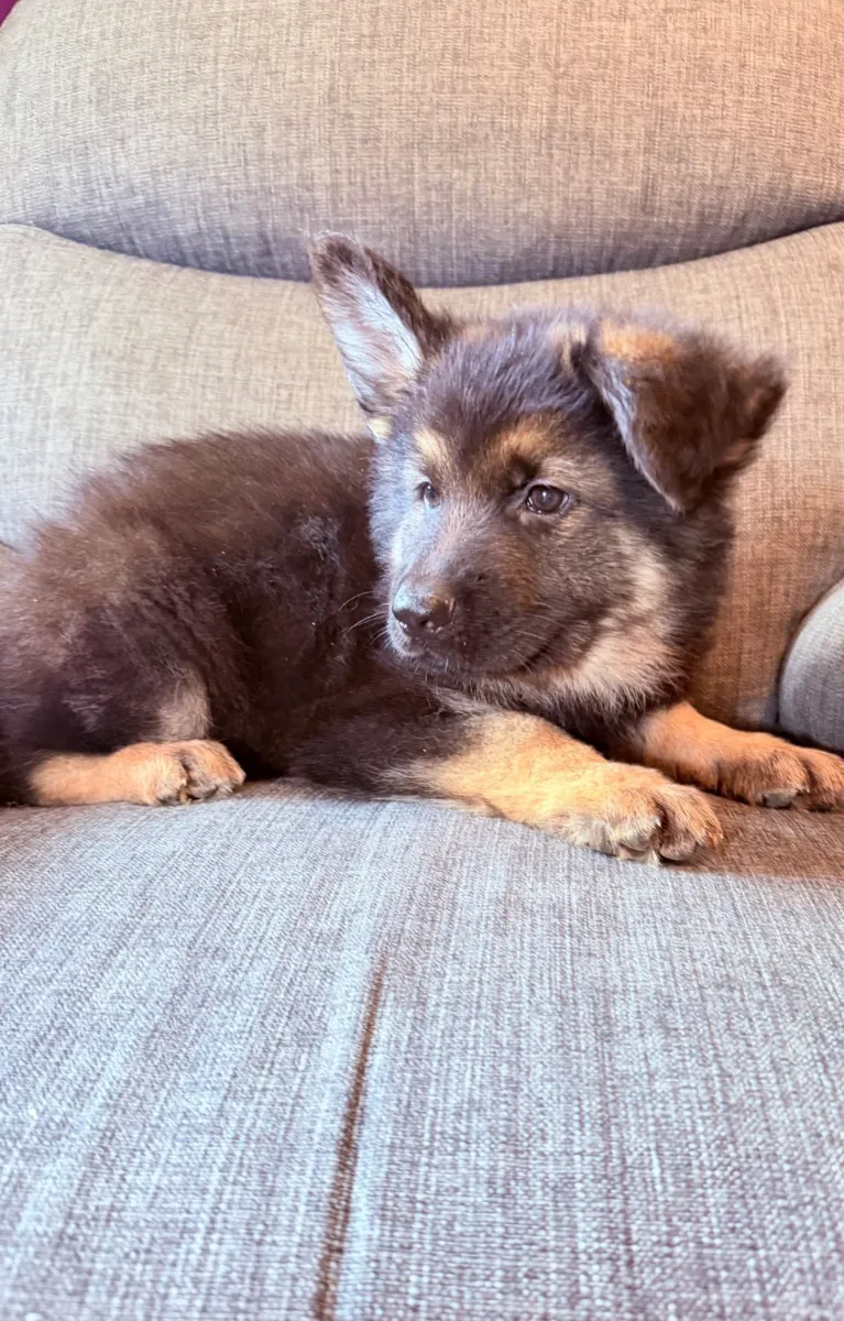 Wonderful German Shepherd puppies