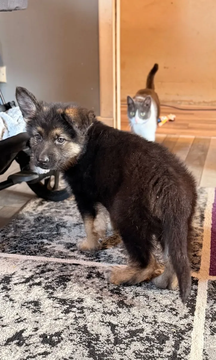 chiots de berger allemand sains et forts à vendre