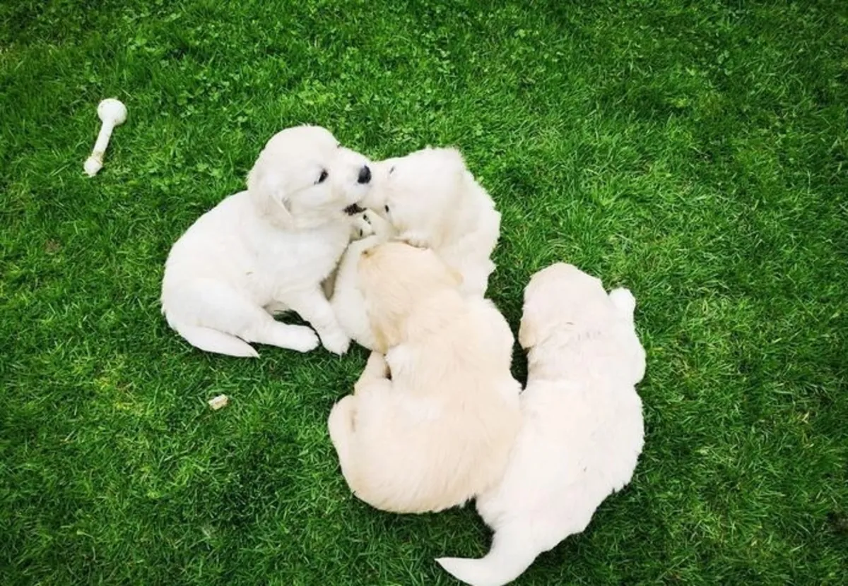 Nous avons de magnifiques chiots maltais mâles et femelles disponibles.