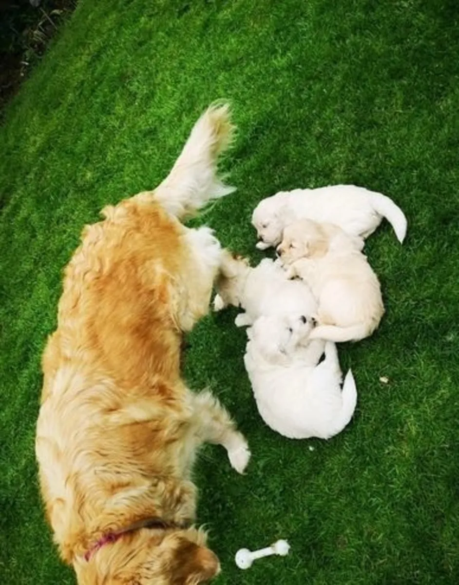 Nous avons de magnifiques chiots maltais mâles et femelles disponibles.
