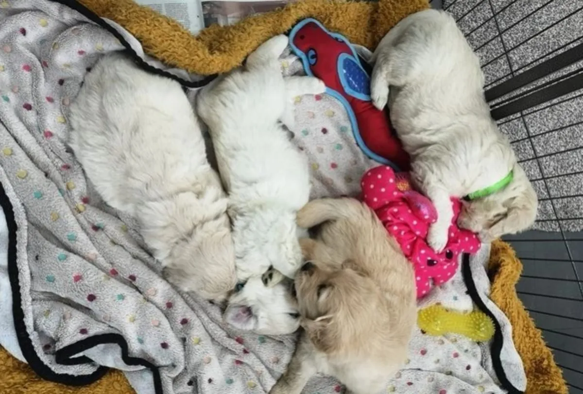 Adorable Maltese Puppies 