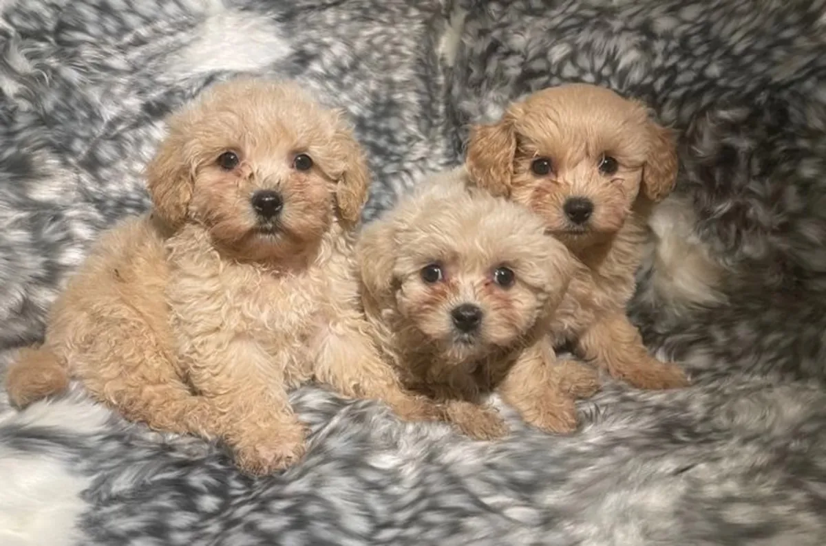 Sweet Gorgeous Maltese Puppies 