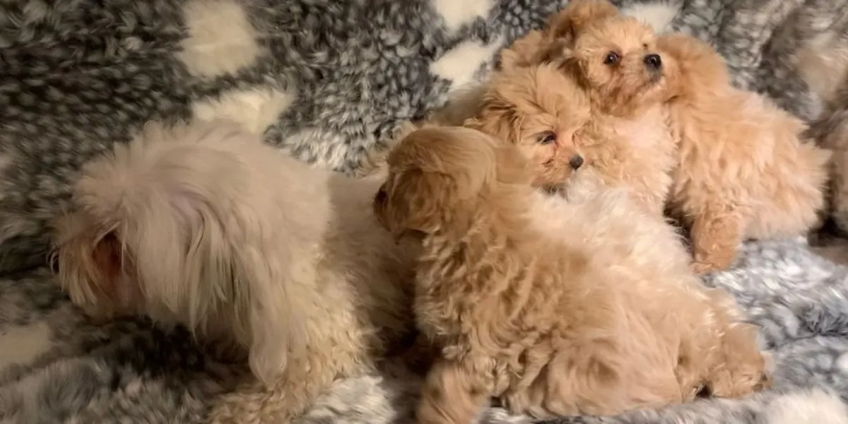 Sweet Gorgeous Maltese Puppies 