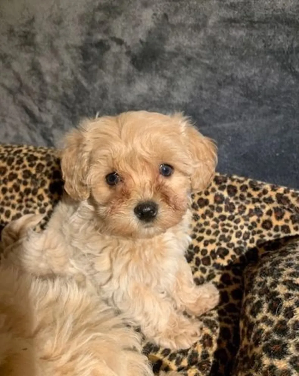 Sweet Gorgeous Maltese Puppies 