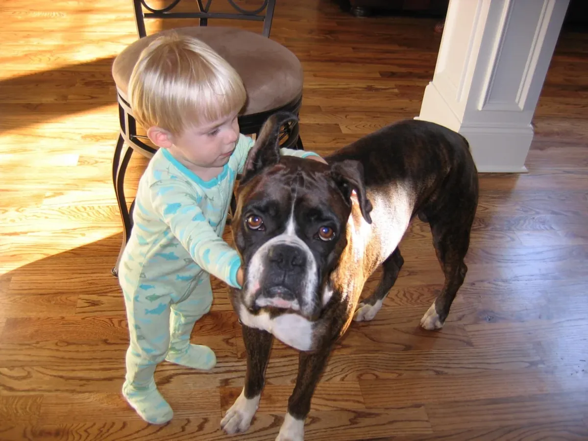 boxer dog