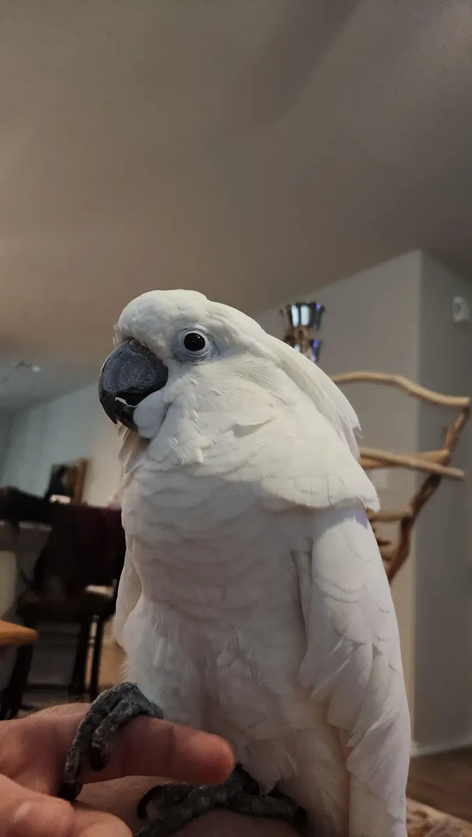 cockatoo