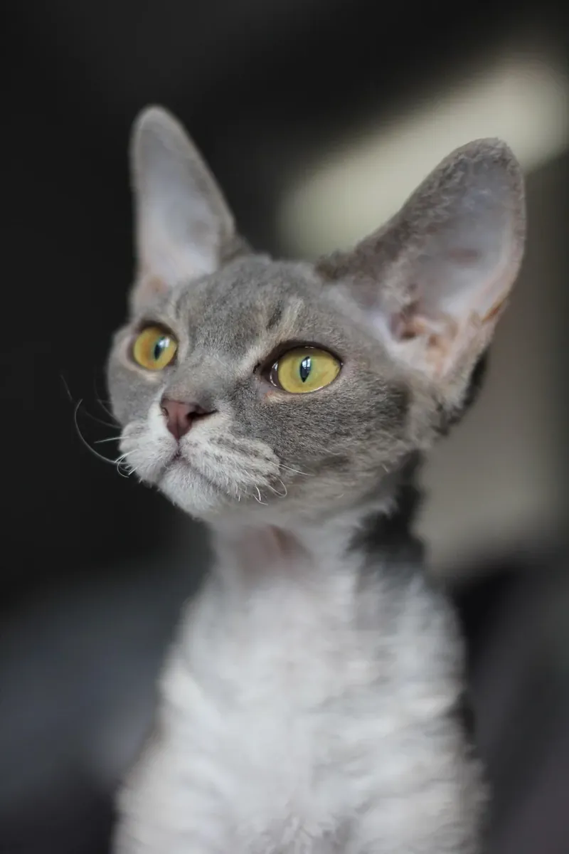 加托·德文·雷克斯