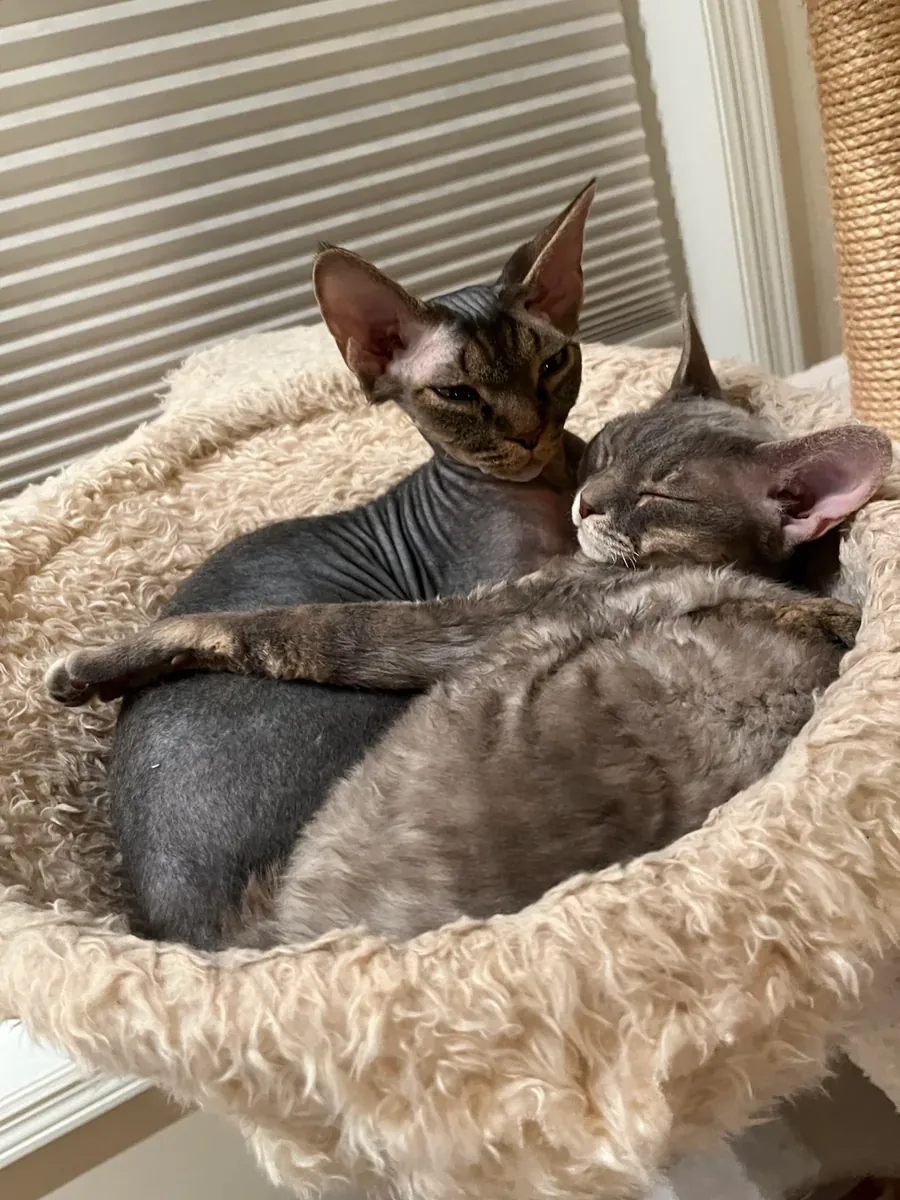 加托·德文·雷克斯