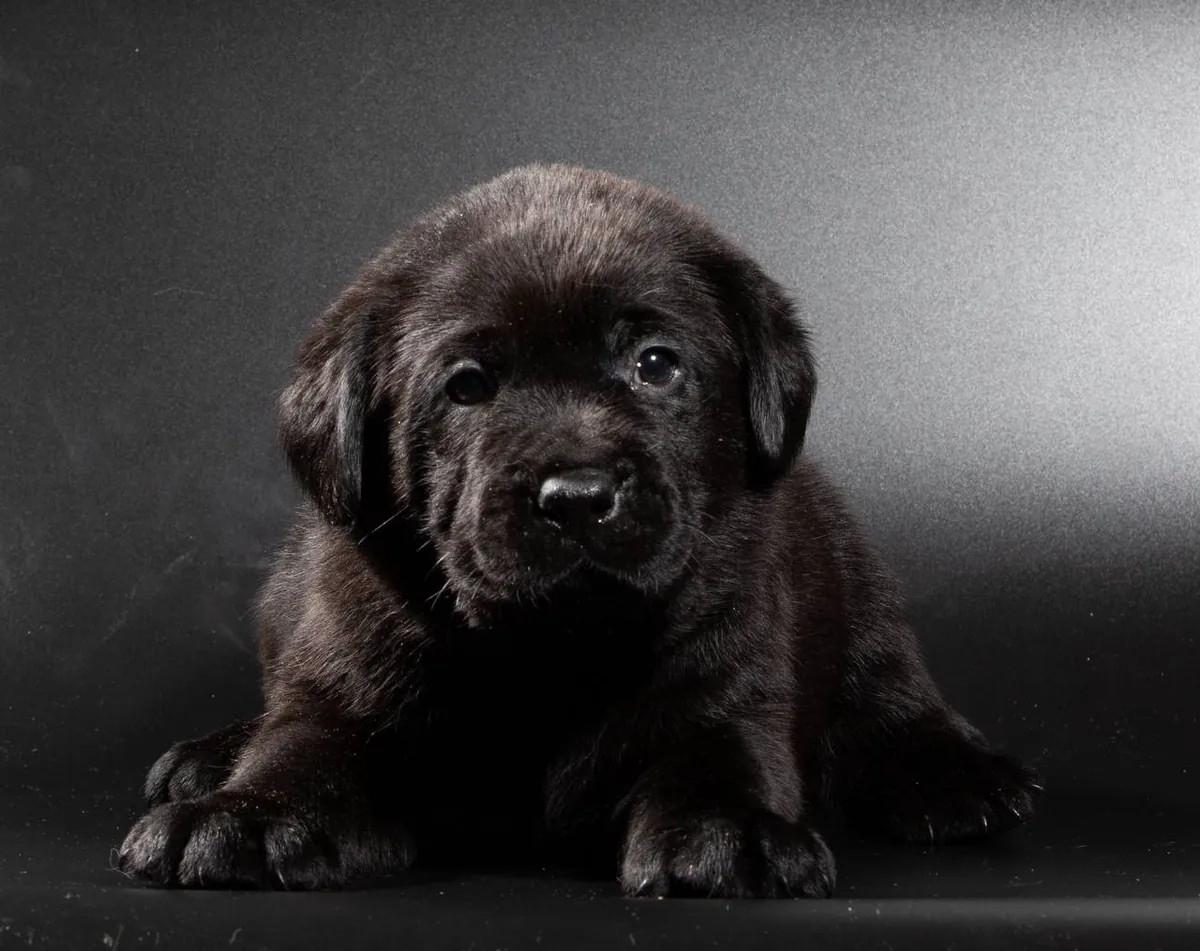Labrador Retriever 