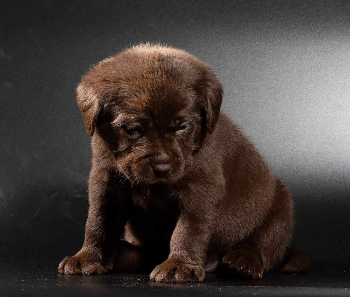 Labrador Retriever 
