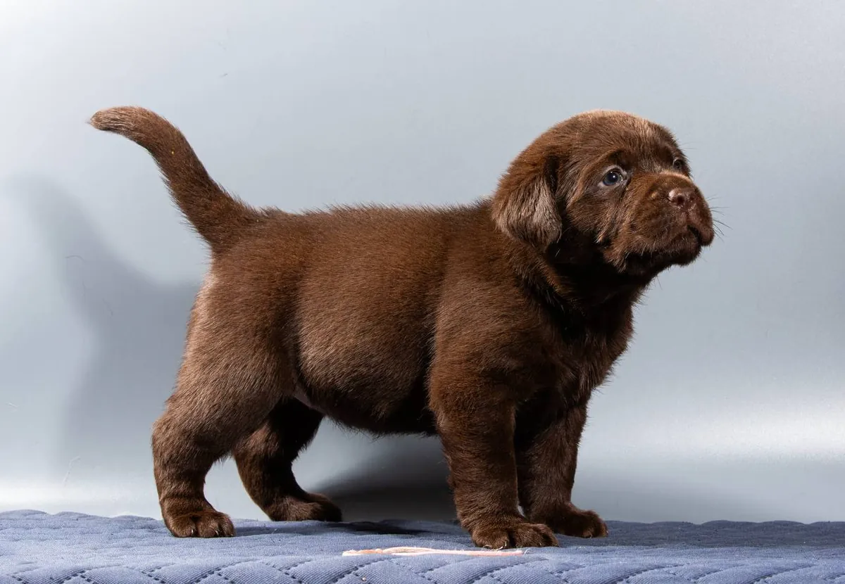 Labrador Retriever 