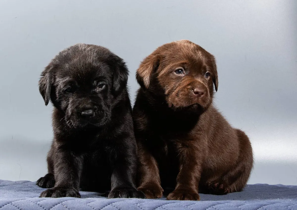 Labrador Retriever 