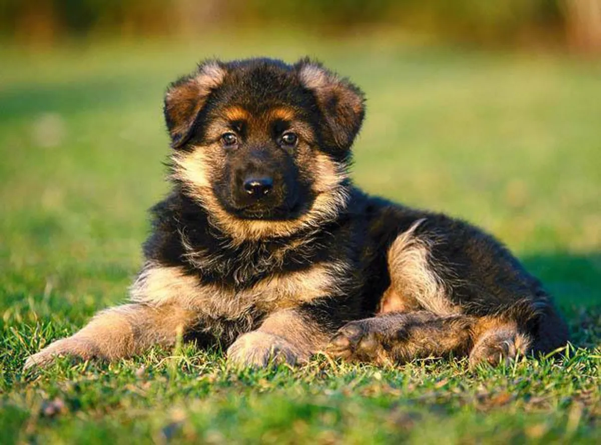 German Shepherd 