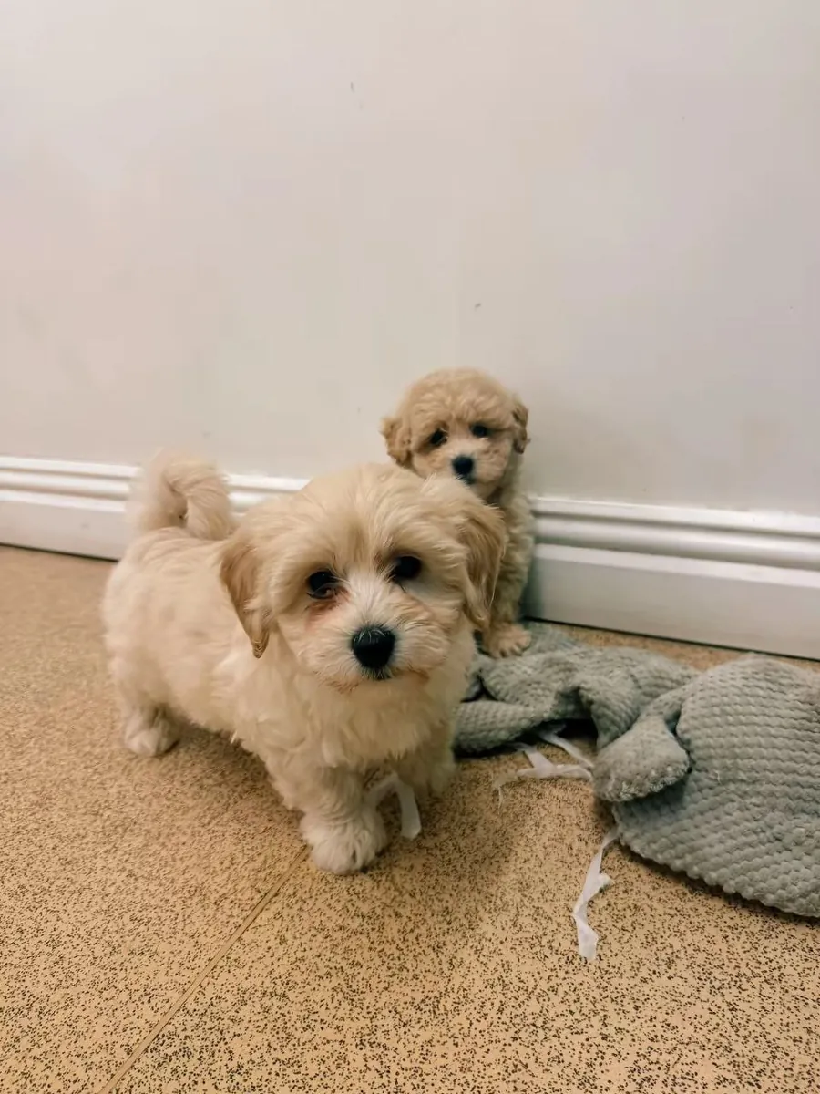 Poodle 