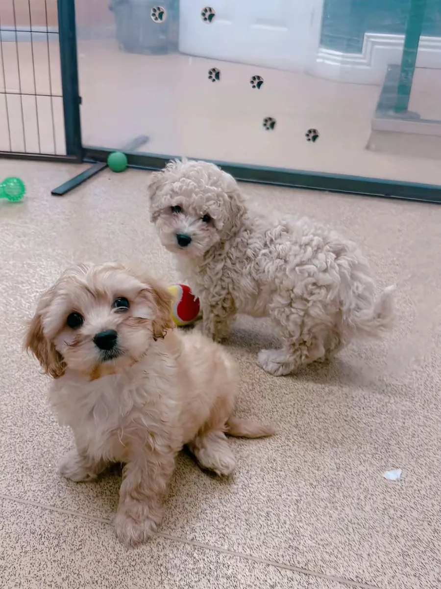 Poodle 