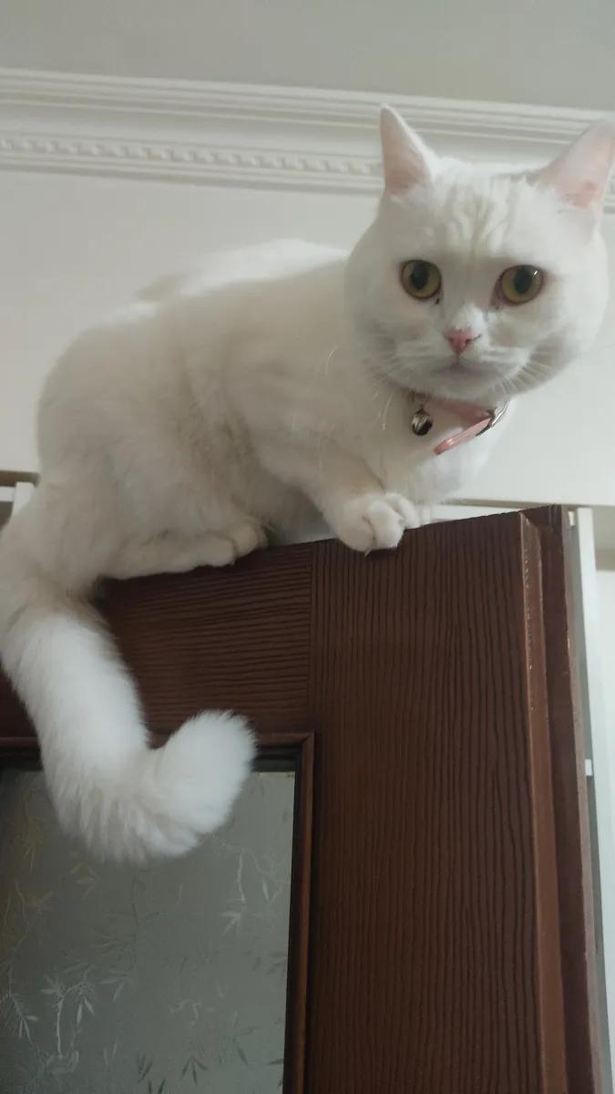 Lila