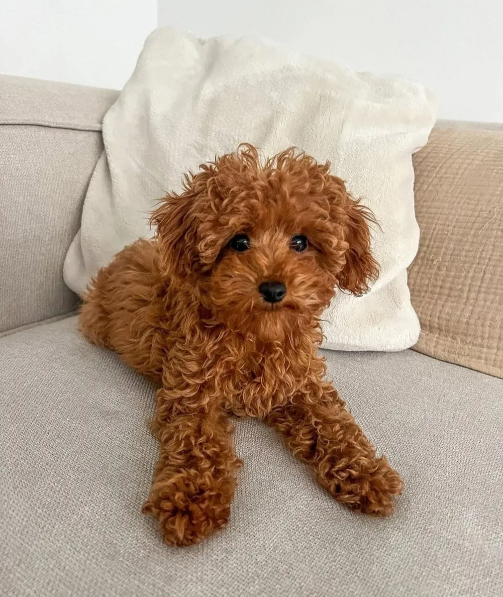Chiot adorable