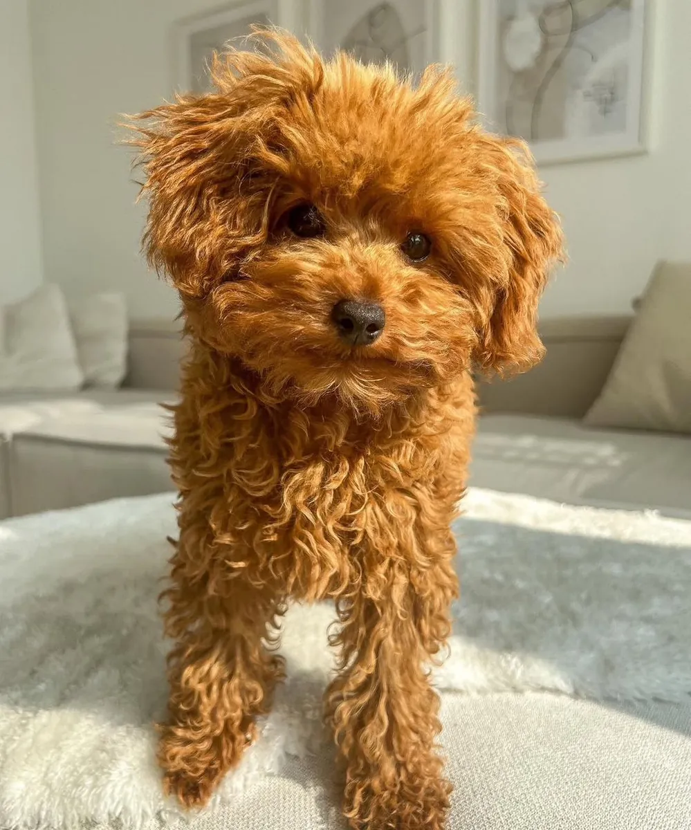 Chiot adorable