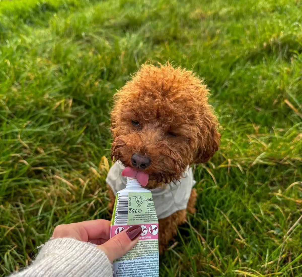 Archie, le adorable chiot