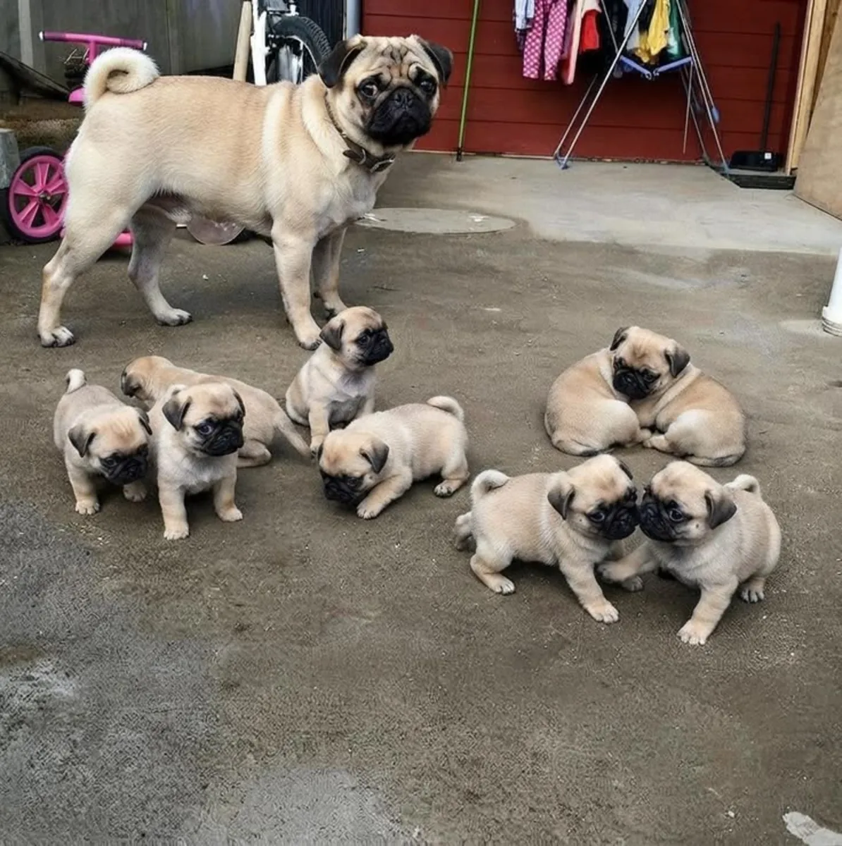 Pug Cachorros Esperando una Familia para Siempre 34 632 000221