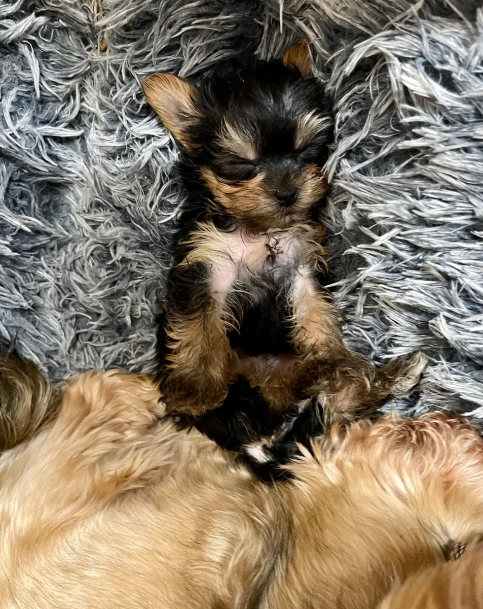 Femelles Yorkshire Terriers