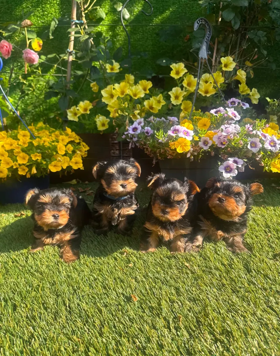 CACHORROS YORKSHIRE