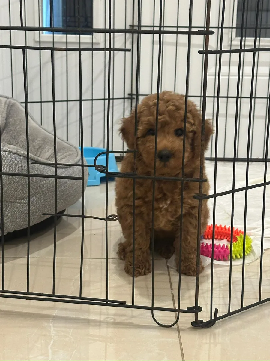 Toy poodle femelle de 2 mois