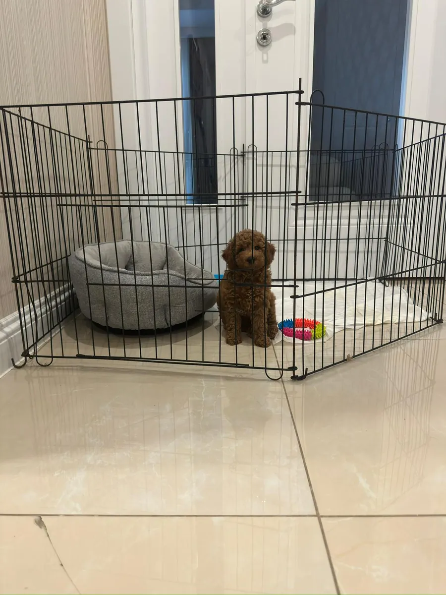 Toy poodle femelle de 2 mois