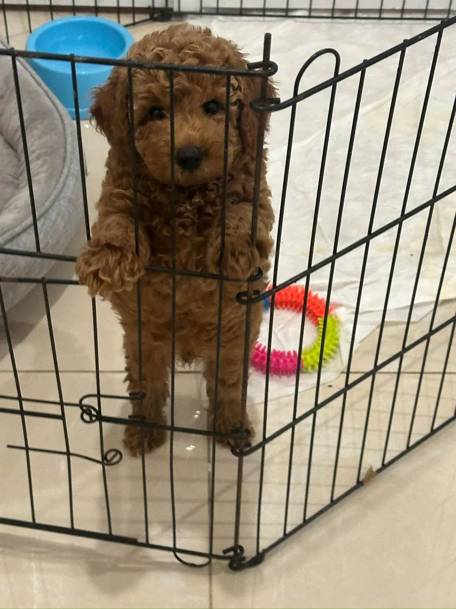 Toy poodle femelle de 2 mois