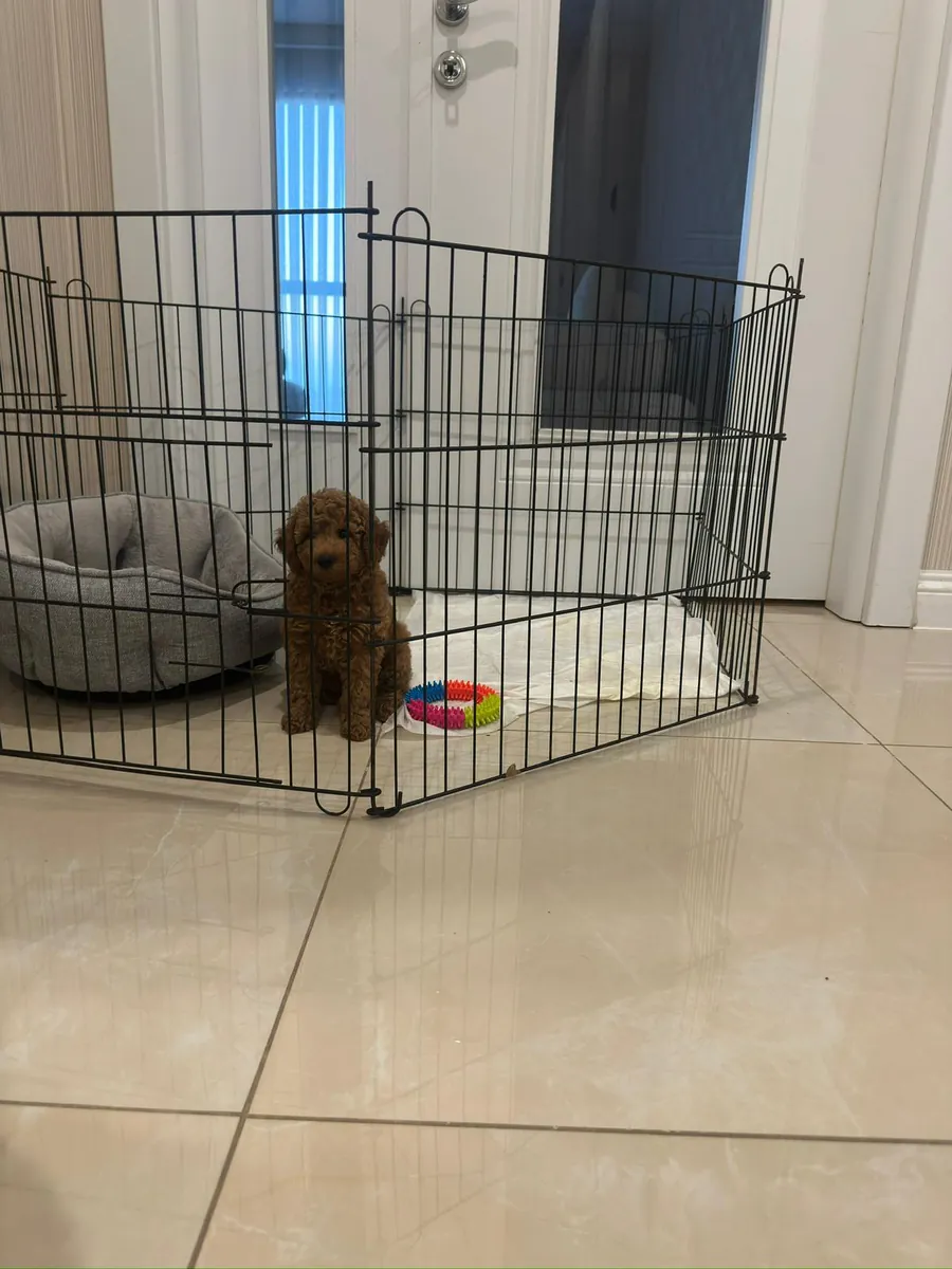 Toy poodle femelle de 2 mois