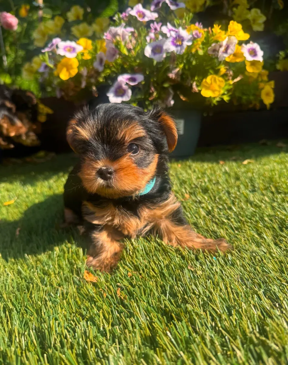 AKC约克夏犬幼犬